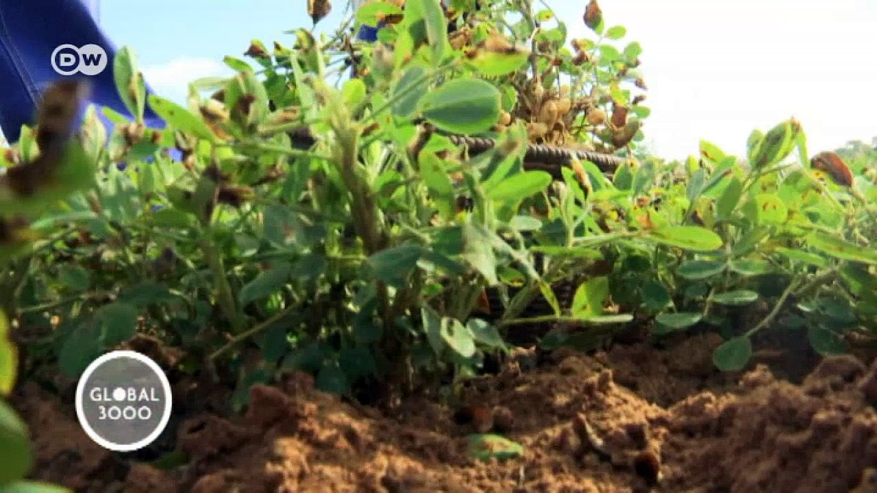 Simbabwe: Fragebogen Servious Murikitiko | Global 3000