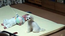 Pour arrêter les pleurs du bébé, ce chien a trouvé une technique imparable !