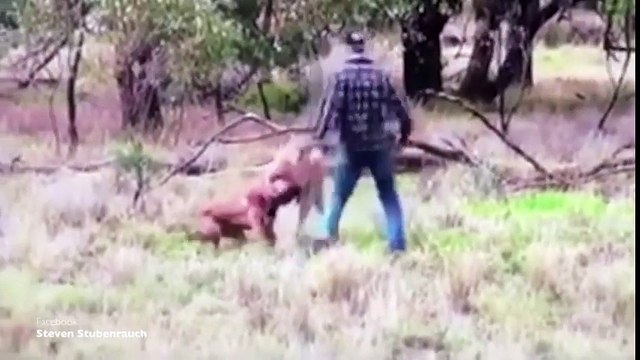 Un homme frappe un kangourou pour sauver son chien