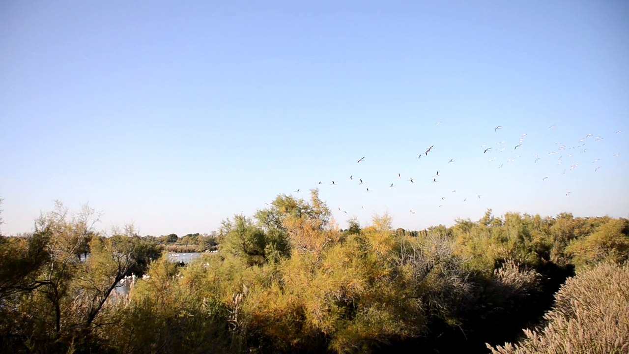 Camargue Pont-de-Gau, parc aux 2000 flamants roses, vols de flamants
