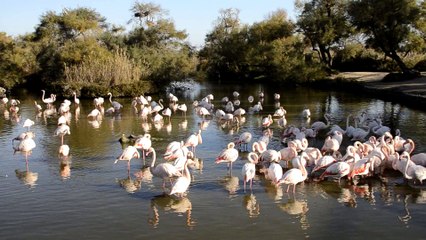 Camargue Pont-de-Gau, flamants roses et parades