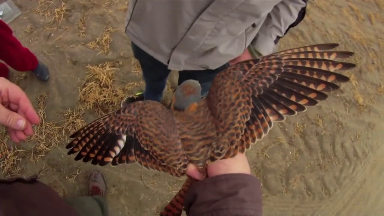 Falcon Trap