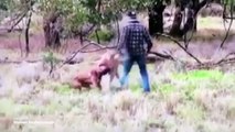 Así un hombre se enfrentó a  un canguro por defender a un perro