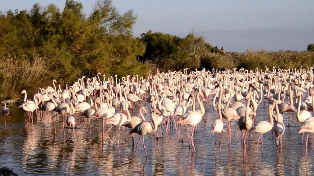 Camargue Pont-de-Gau, flamants roses au couchant