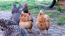 Chicken Videos for Children - I love chickens! Farm Animals for Kids