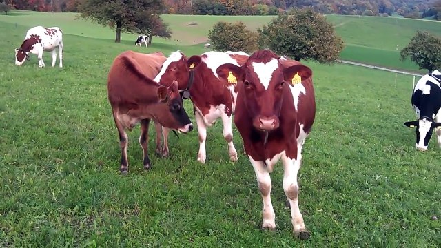 Cows for Kids 4 - More Cow Videos for Children - Livestock