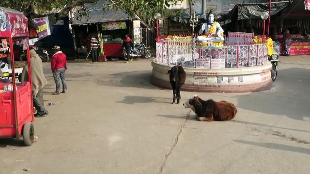 Cows in India - Indian cows for kids - loose cattle