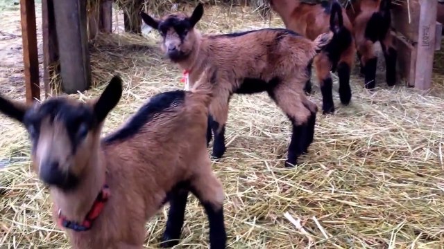 Goats Playing and Climbing Video For Kids with Cute Baby Goats