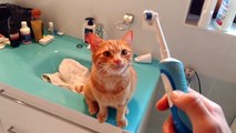 Un chat adore la brosse à dents électrique