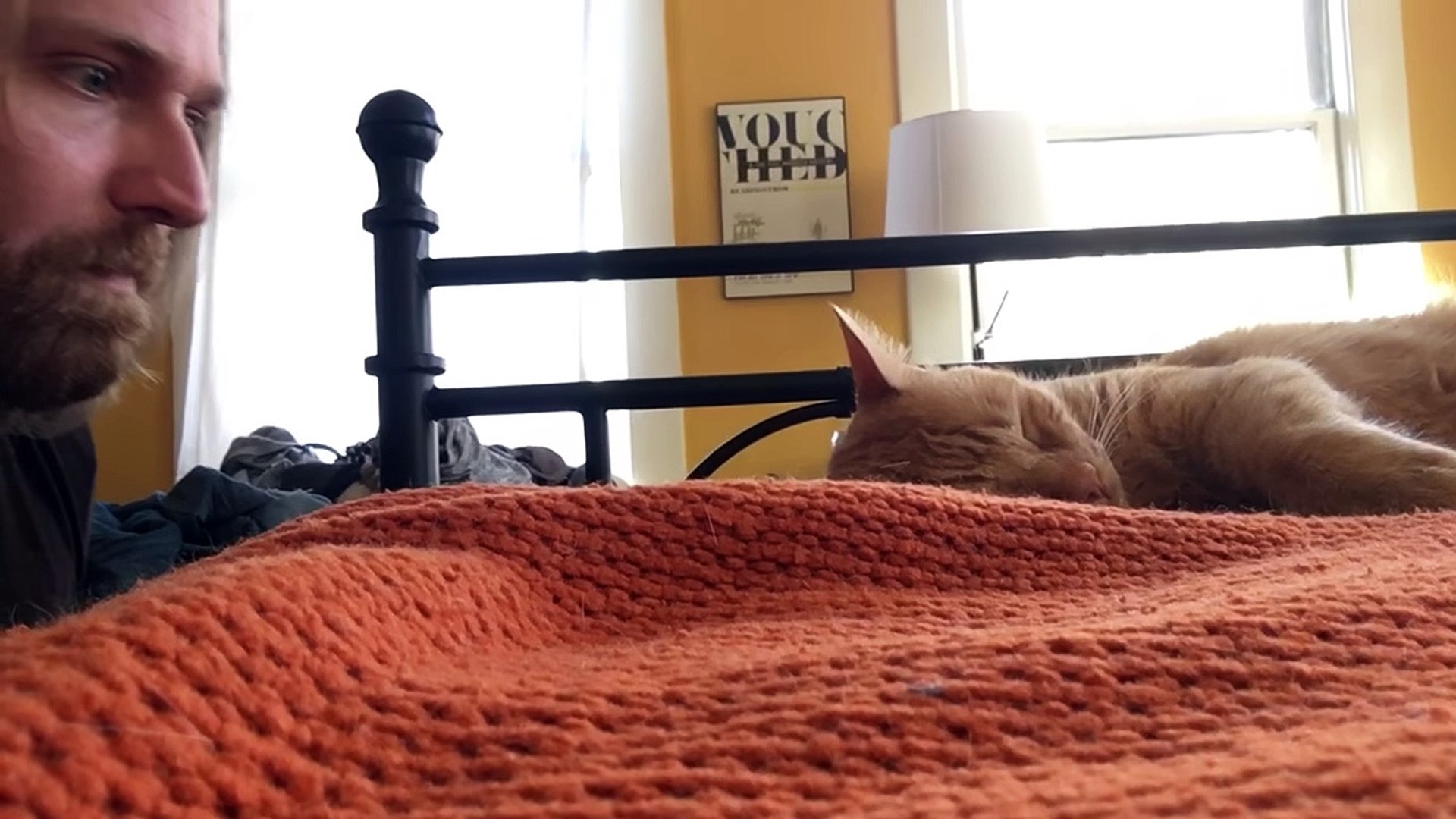 Comment Se Venger Dun Chat Qui Miaule Toute La Nuit