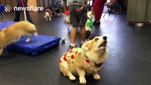 Corgi owners meets with pets for 'ugly sweater party'
