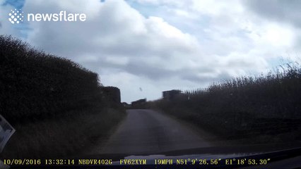 Goose acts as 'lollipop lady' (crossing guard) for other geese