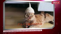 Il fabrique des chapeaux pour chats faits à partir de leurs propres poils