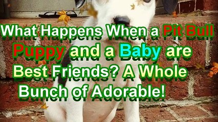 What Happens When a Pit Bull Puppy and a Baby are Best Friends A Whole Bunch of Adorable!