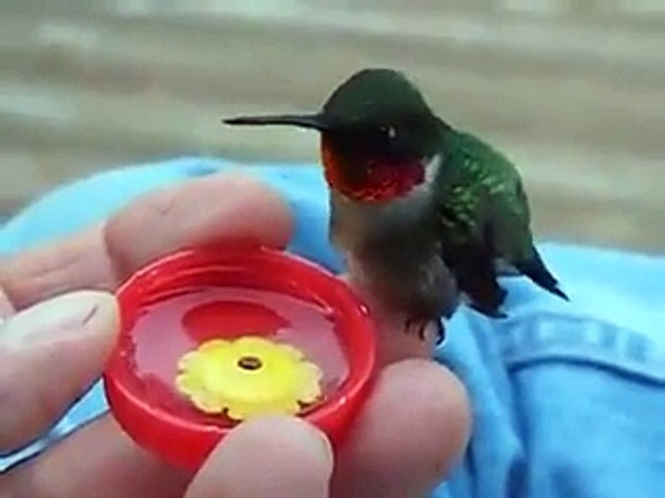 SUBHAAN ALLAH cute sparrow drinking water-beautiful creative videos-best videos for children-animal