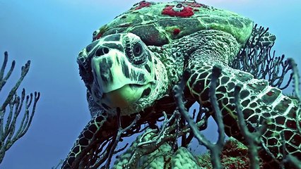 10 Recently Discovered Amazing Animals