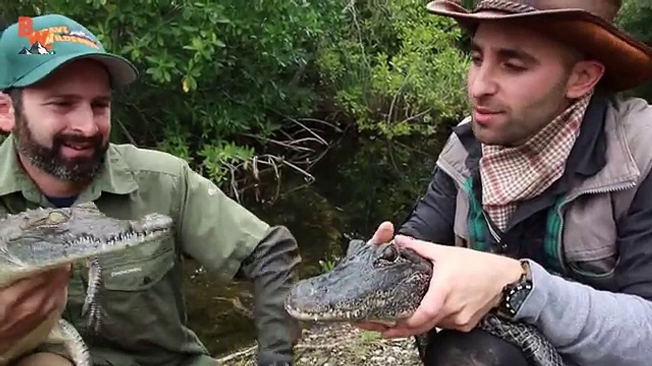 Alligator vs Crocodile!