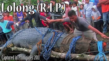Bull Shark vs Crocodile Attack