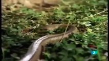 Cobra attack Mongoose and baby Mongoose   Video Snake battle