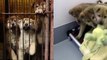South Korea Dog Meat Dogs - Before After