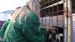 South Korea Dogs Rescued from Dog Meat Farm