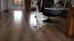 Sprinting Cockatoo Goes Nuts for Fetch