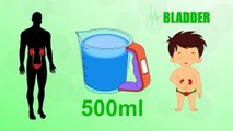 Bladder - Human Body Parts - Pre School Know Your Body - Animated Videos For Kids