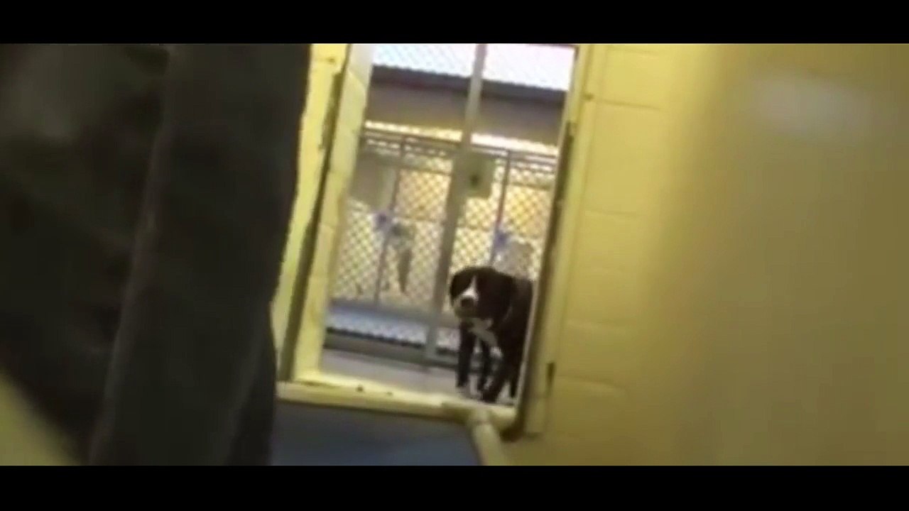 Ce chien comprend qu'il aura de nouveaux maîtres... Sa réaction est touchante !