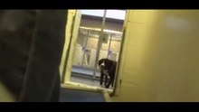 Ce chien comprend qu'il aura de nouveaux maîtres... Sa réaction est touchante !