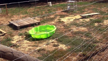 Club d’ éducation du chiot et du chien vendée