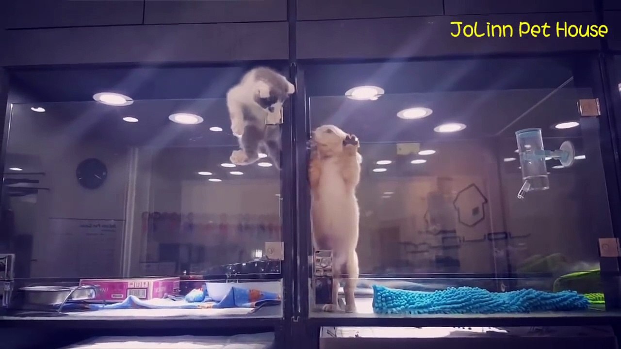 Un chat s’échappe de sa cage pour rejoindre son ami le chien