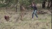 Kangaroo fight, Man who punched out kangaroo is a ZOOKEEPER