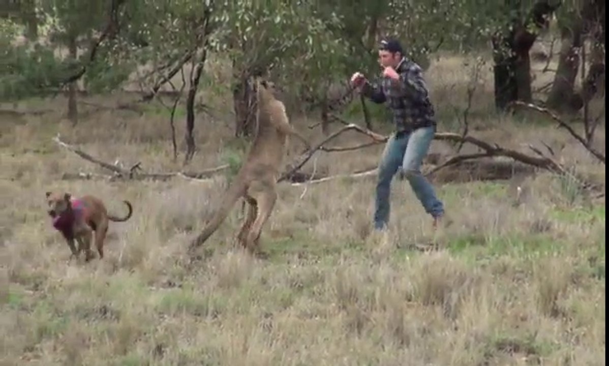 Kangaroo fight, Man who punched out kangaroo is a ZOOKEEPER