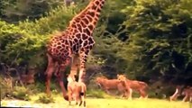 Most Amazing Lion vs Giraffe - Shocking Lion Kills Giraffe Bloody Fight