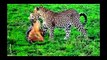 Most Amazing Wild Animal Attacks   lion, tiger, anaconda, deer, Crocodile