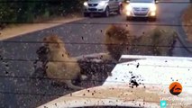 2 Male Lions Kill Kudu in the Middle of the Road - Latest Wildlife Sightings