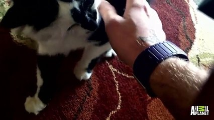 Lux the 911 Cat   My Cat From Hell