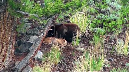 Bear eats elk calf alive - RAW uncut version - Yellowstone National Park