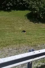 black bear attacking deer beside road Warning Graphic