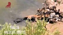 Brutal kills  Gazelle Brutally Killed By Wild Dogs (GRAPHIC)