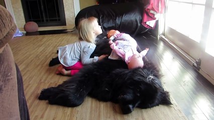Little girl preciously sings to her Newfoundland dog
