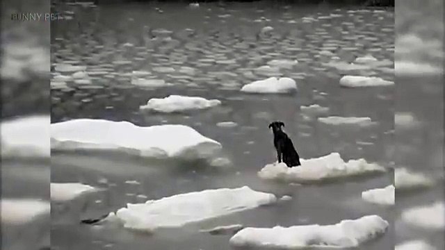 Моряк спасает собаку. Спасение собаки дрейфующей на льдине.