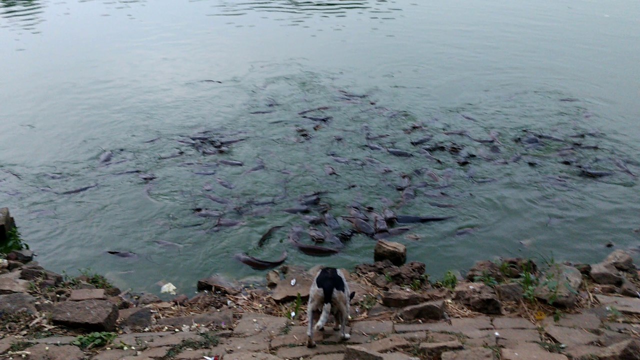 Fishes Fighting For Food ||SURVIVAL FIGHTING