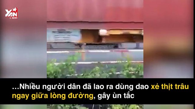 Cảnh người dân hôi thịt trâu chết giữa quốc lộ gây phẫn nộ