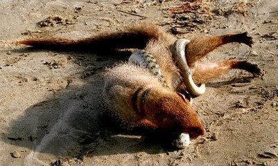 Mongoose vs Black Mamba!