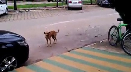 Perro baila en las calles de Brasil