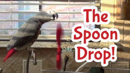 Einstein Parrot's Spoon Drop