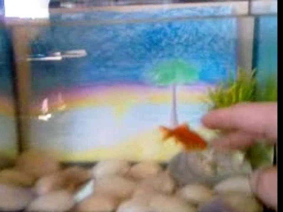 poisson rouge