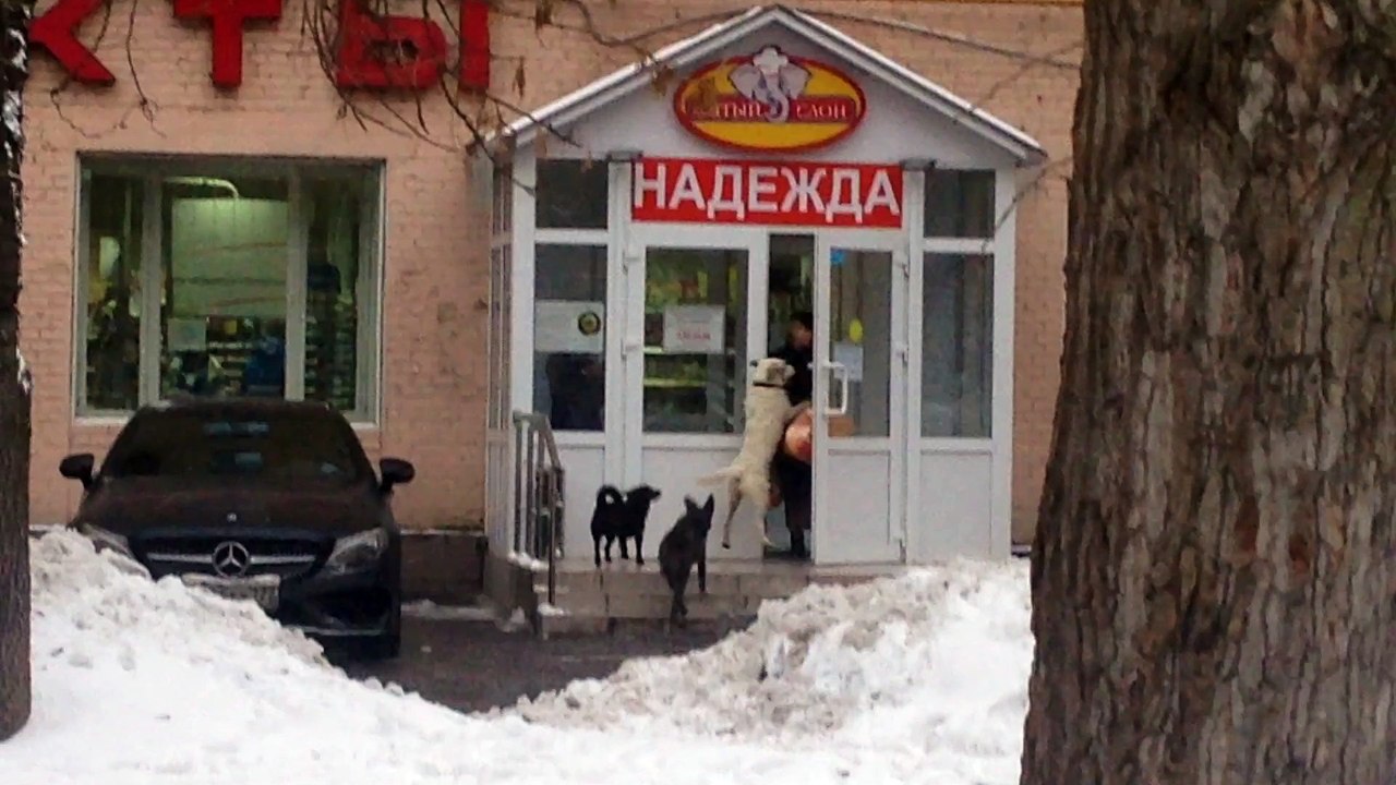 Les Miserables Dogs