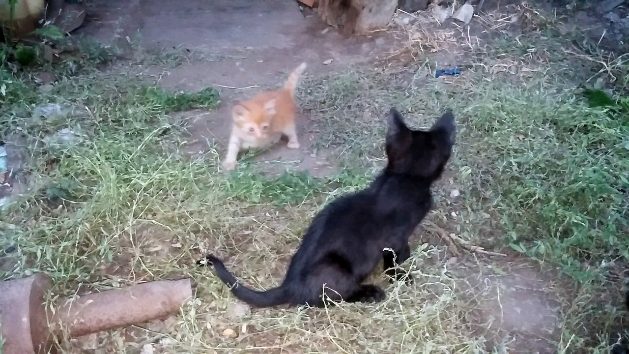 Kittens playing in the grass